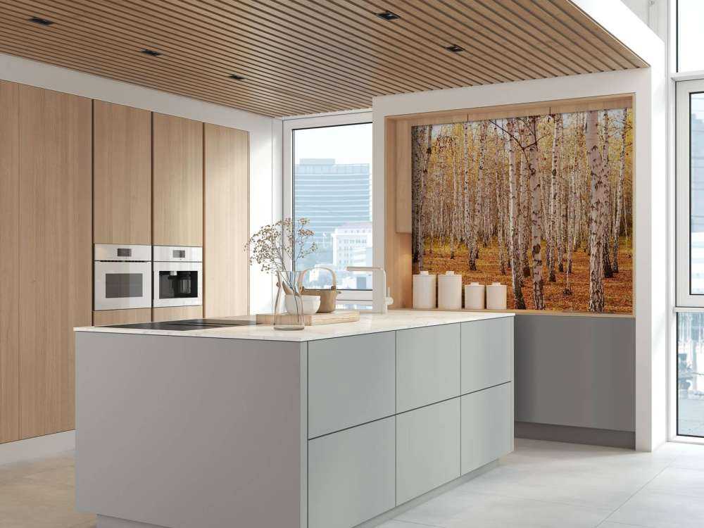 Berkenbomen in de Herfst