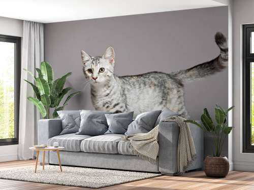Schattig lichtkleurig katje