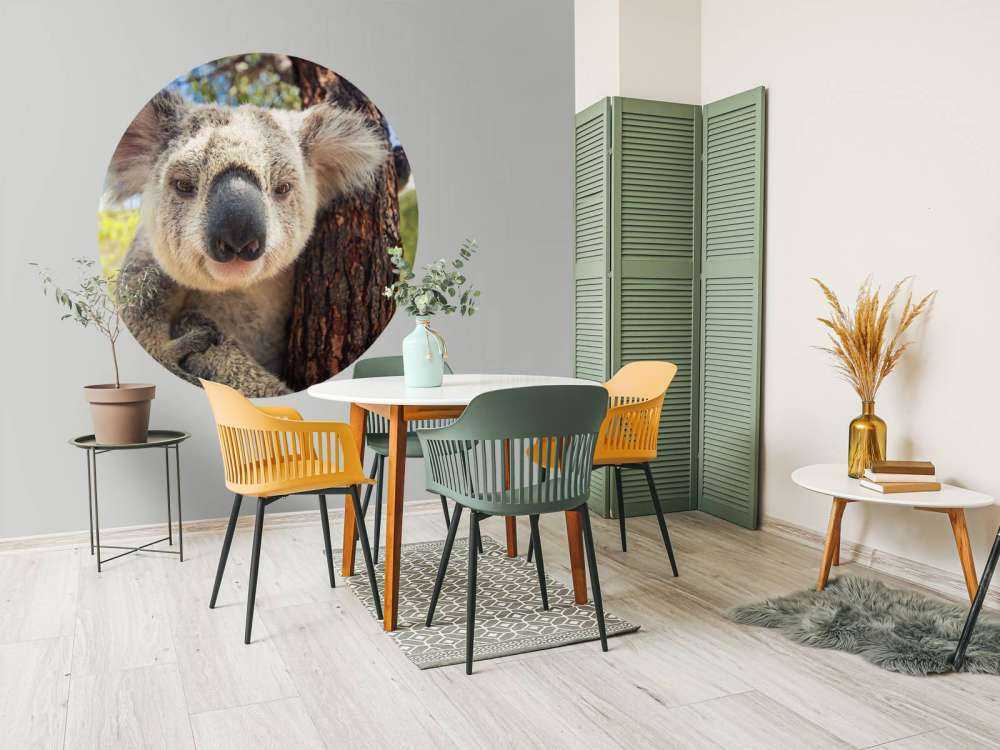 Schattige koala