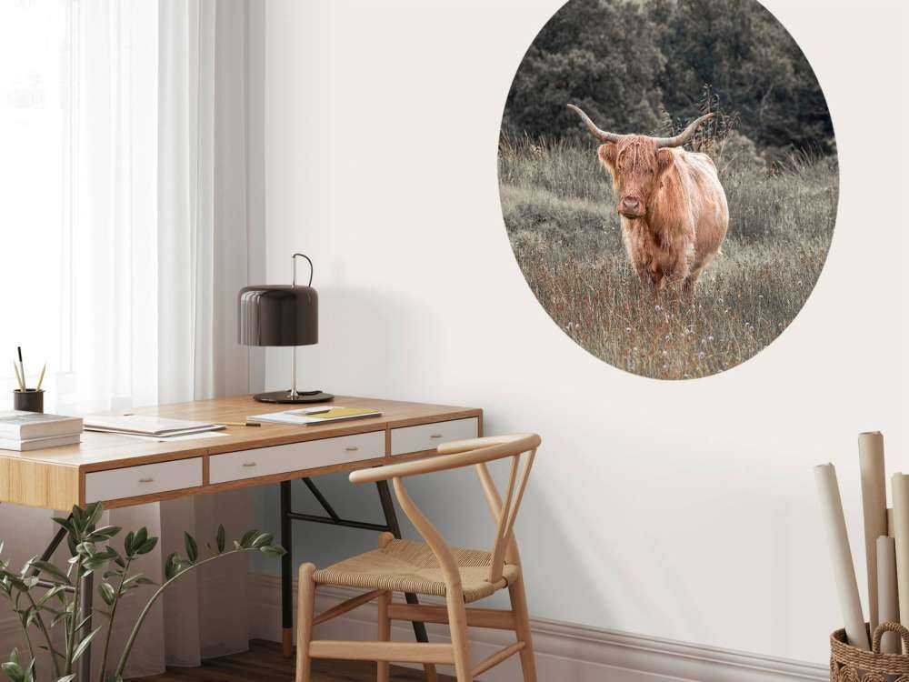 Schotse hooglander in een veld