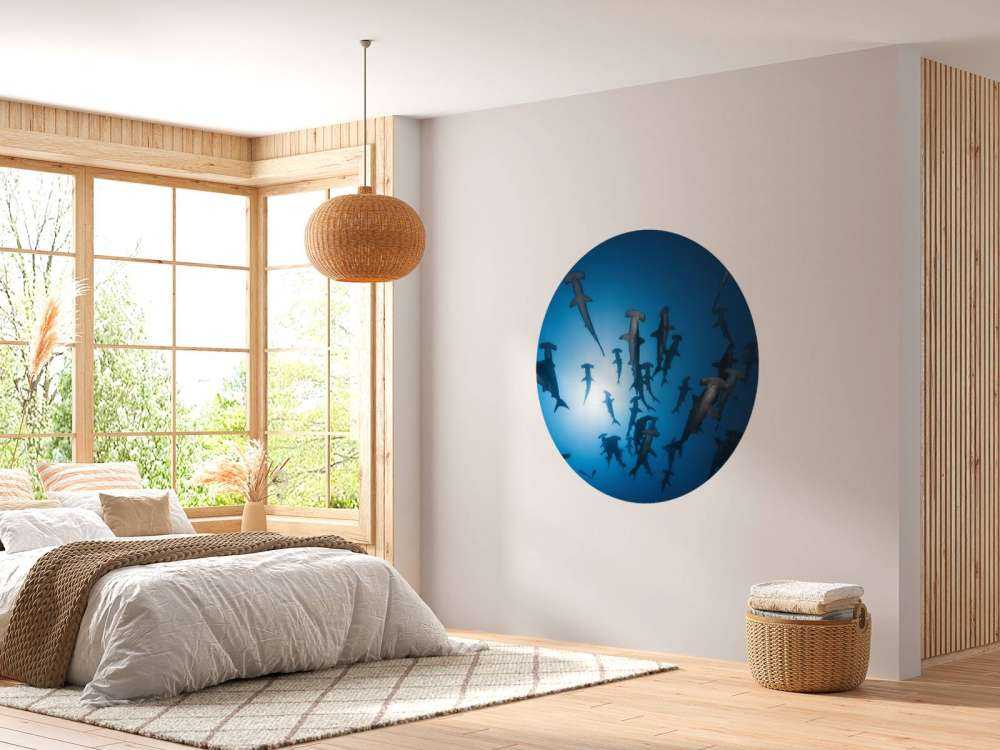 Hammerhead Shark - Underwater Photography