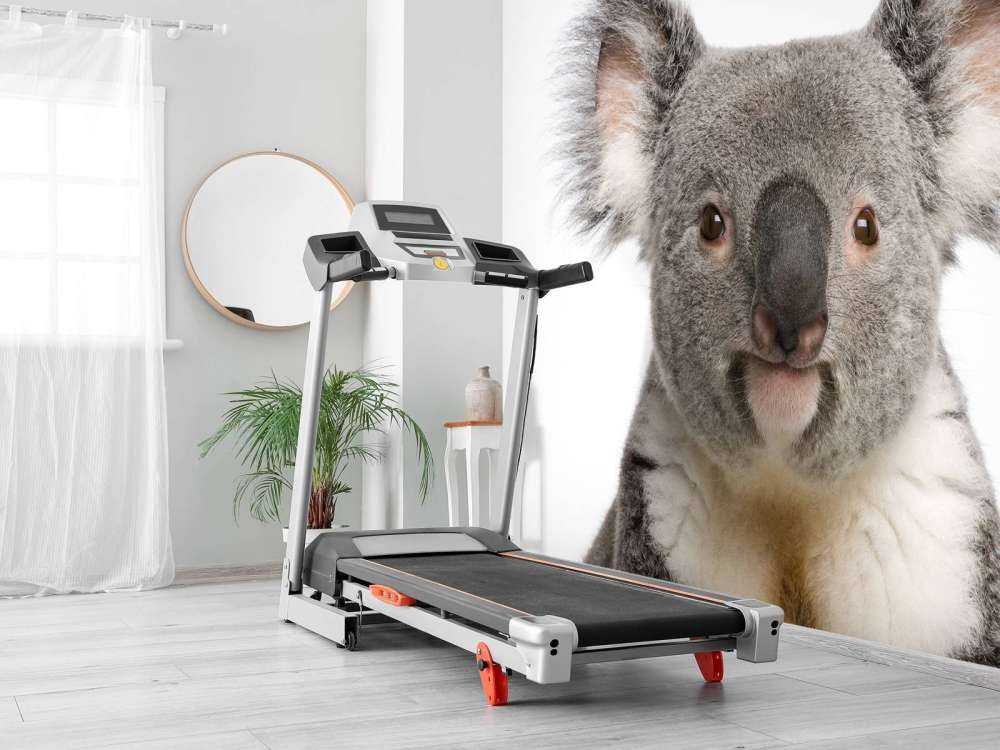 Foto van een koala