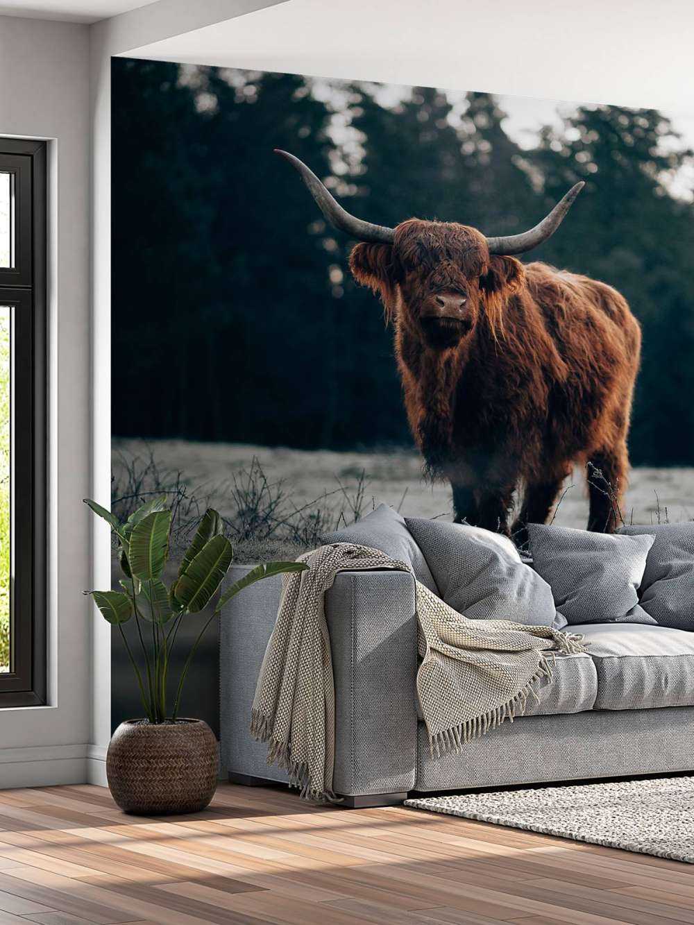 Oude schotse hooglander