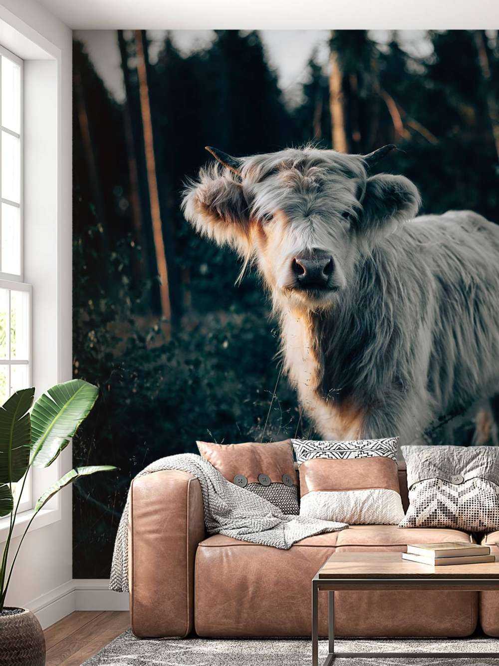 Schotse hooglander jong