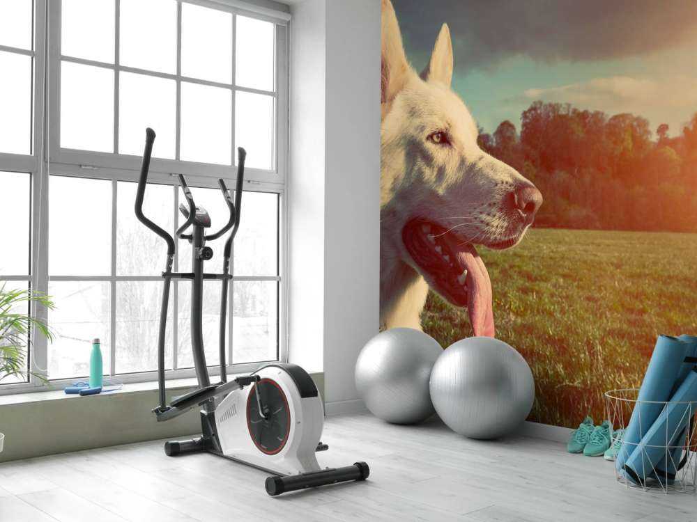 Grote witte hond bij zonsondergang