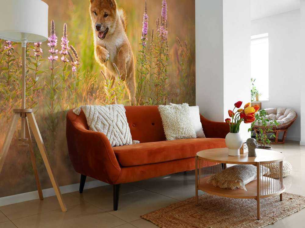 Shiba Inu in het veld