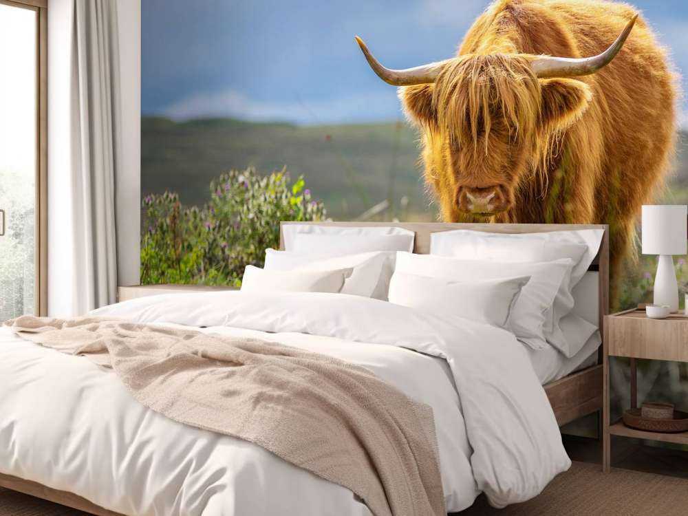 Hooglander in de weide