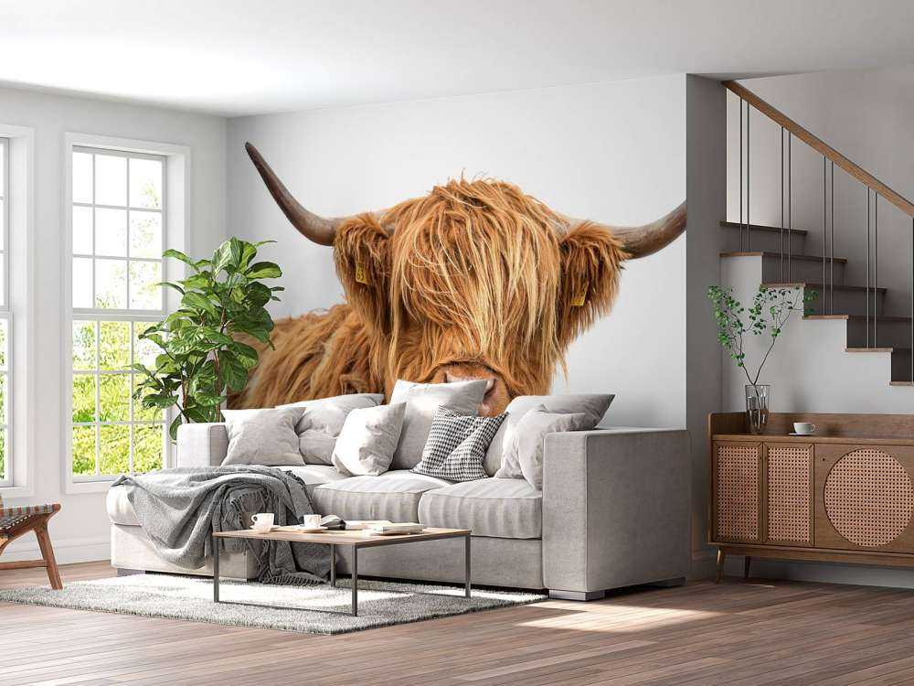 Schotse Hooglander met een witte achtergrond