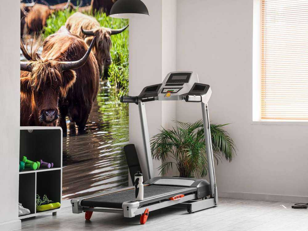 Schotse Hooglanders in het water