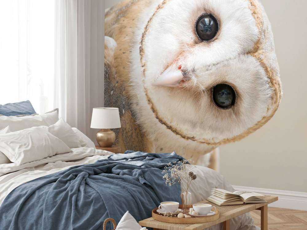 Uil met hoofd schuin