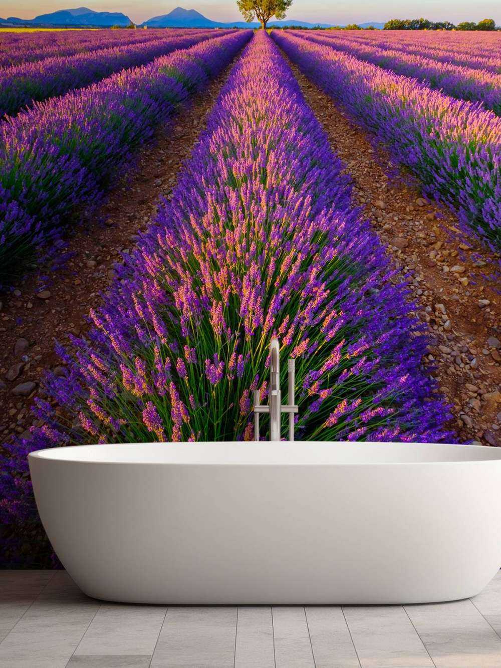 Lavendel bij zonlicht