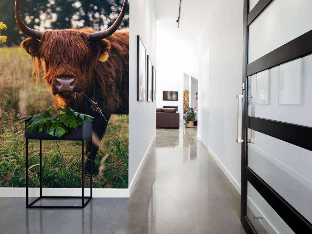 Schotse hooglander in het hoge gras