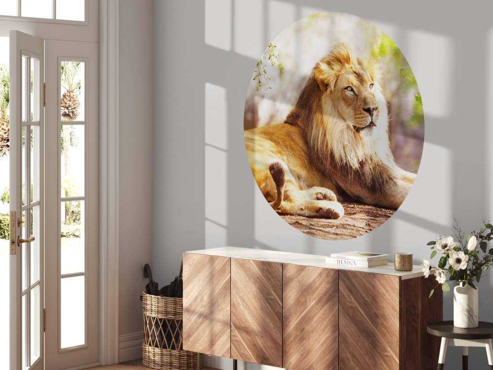 Prachtige Afrikaanse leeuw in de zon