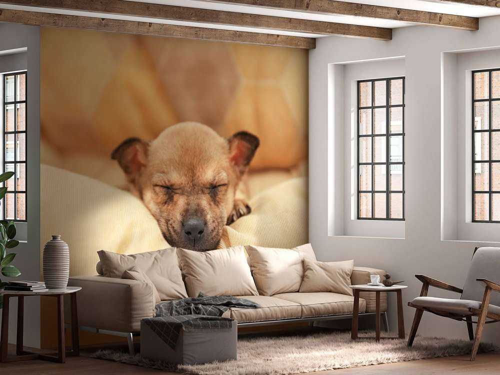 Kleine puppy slaapt op een kussen