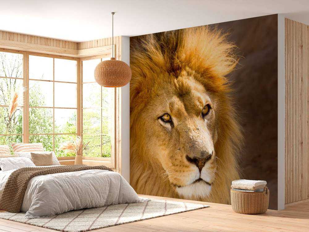 Starende Leeuw Close-Up