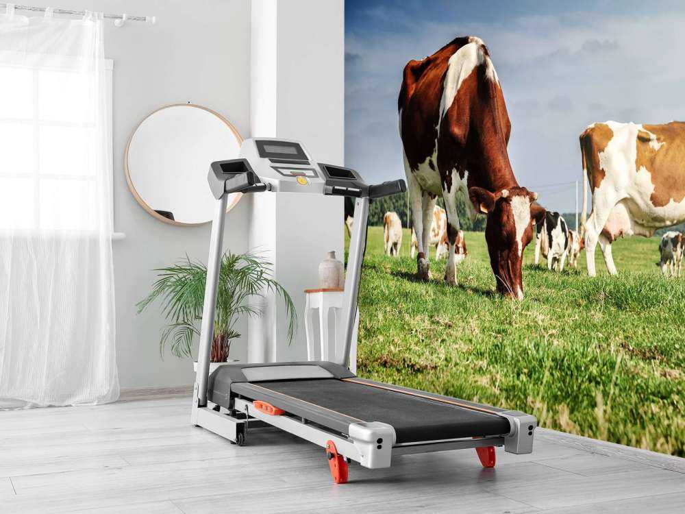 Bruin Witte Koeien aan het grazen in de weide