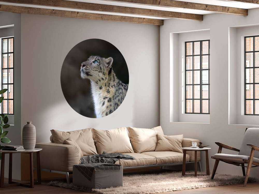 Sneeuwpanter met blauwe ogen