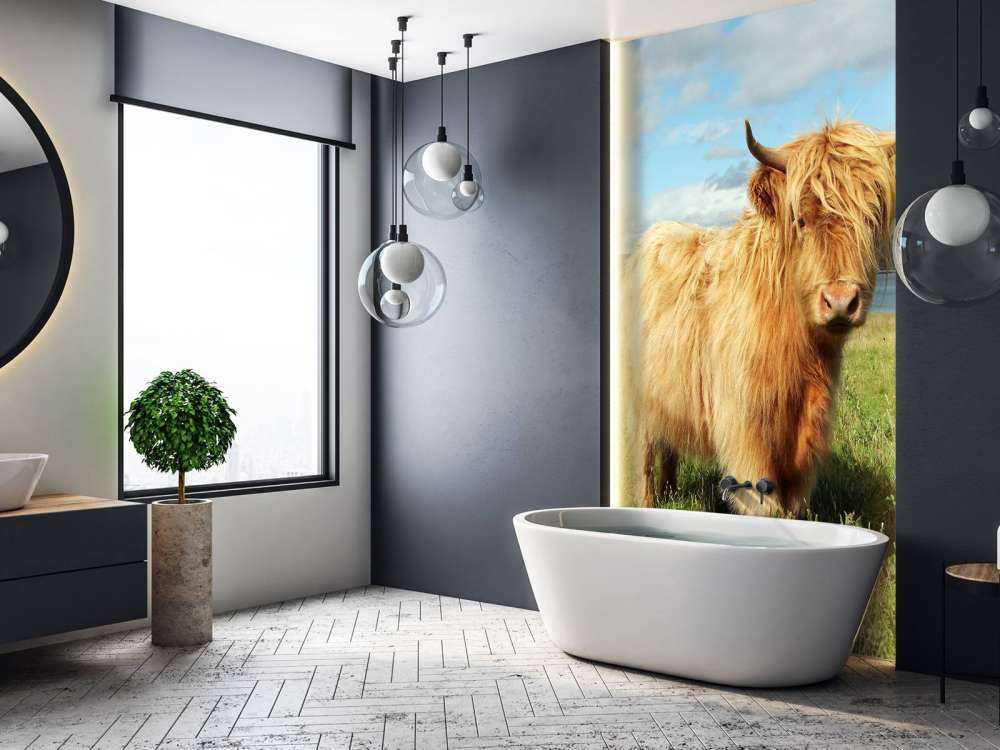 Schotse Hooglander in de natuur