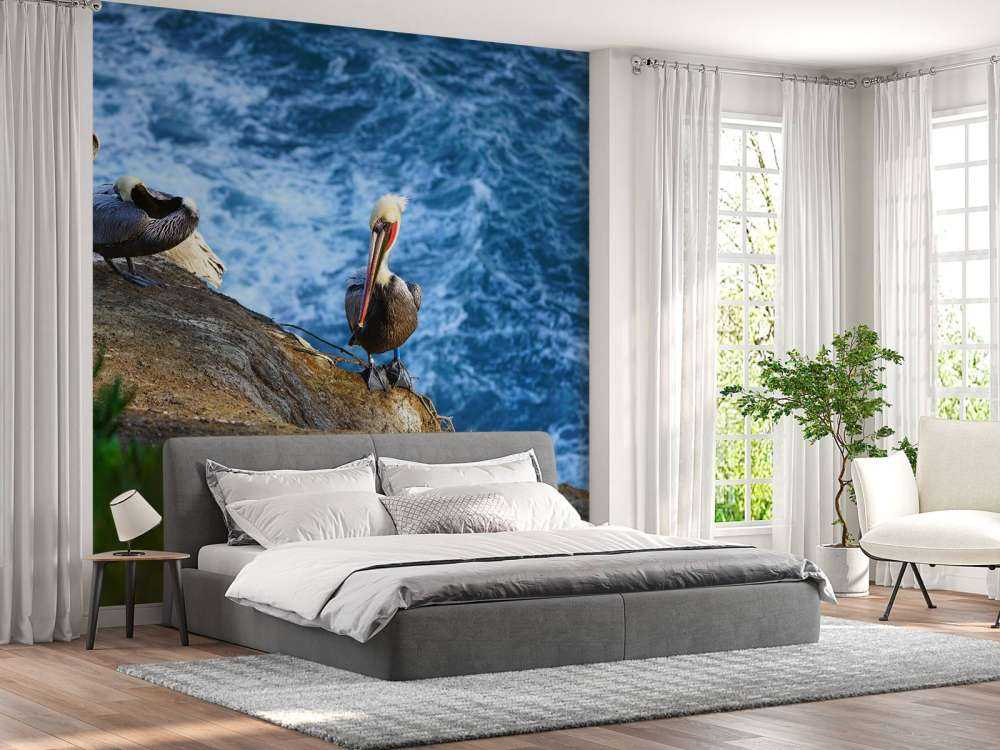 Californische pelikanen