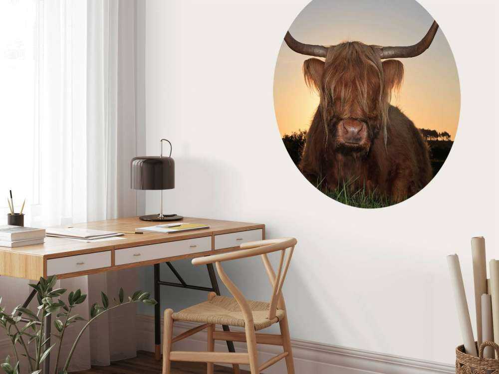 Schotse Hooglander in het gras bij zonsondergang