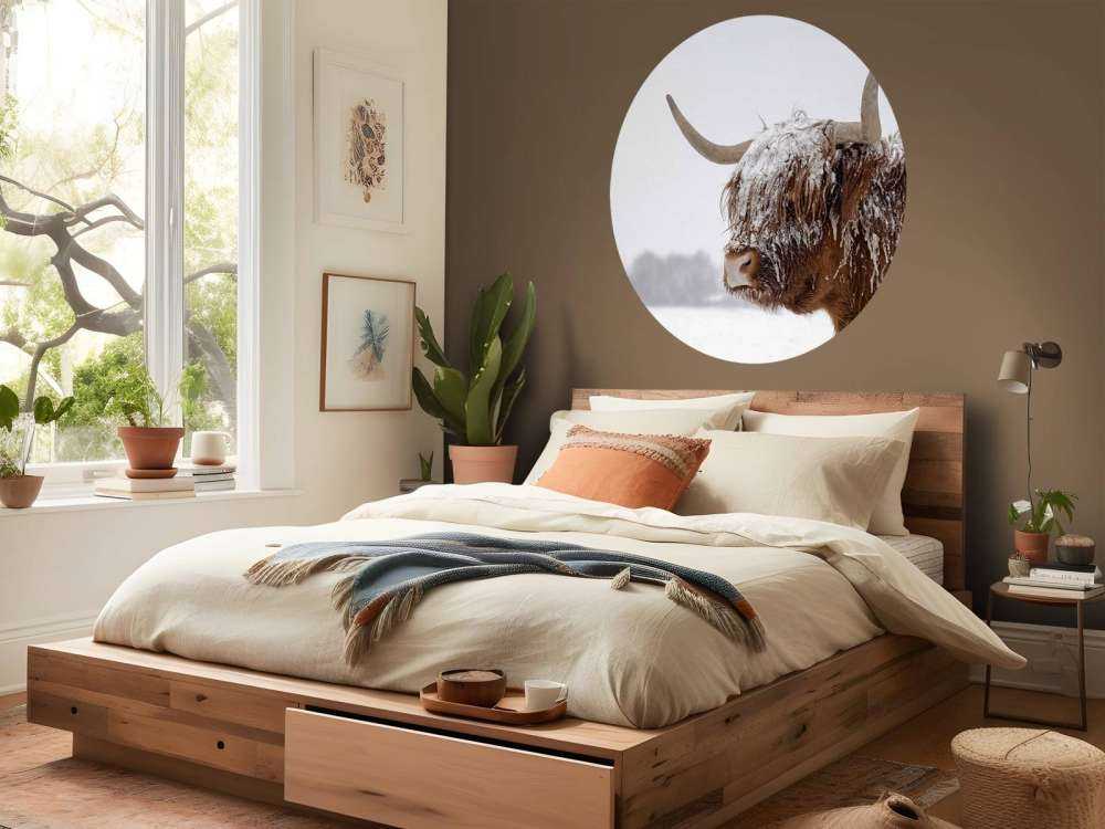 Schotse Hooglander in de sneeuw