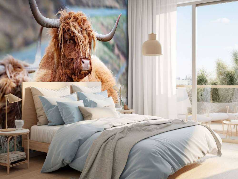 Schotse Hooglanders in het gras