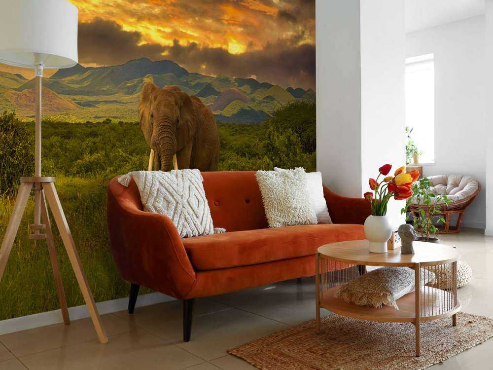 Olifant in Kenia bij zonsondergang