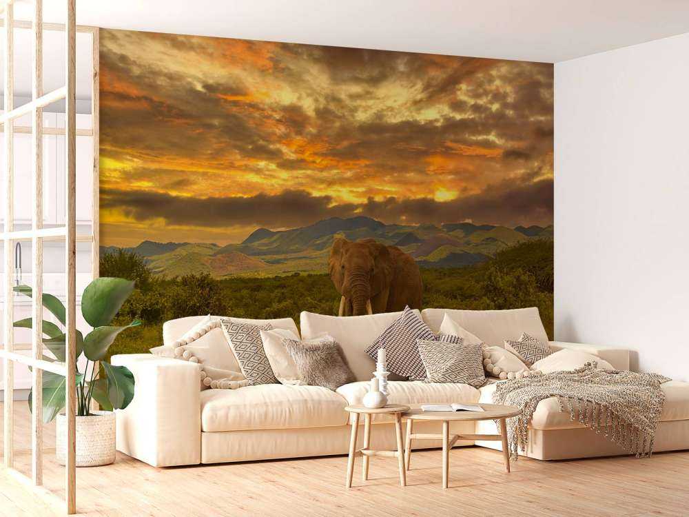 Olifant in Kenia bij zonsondergang