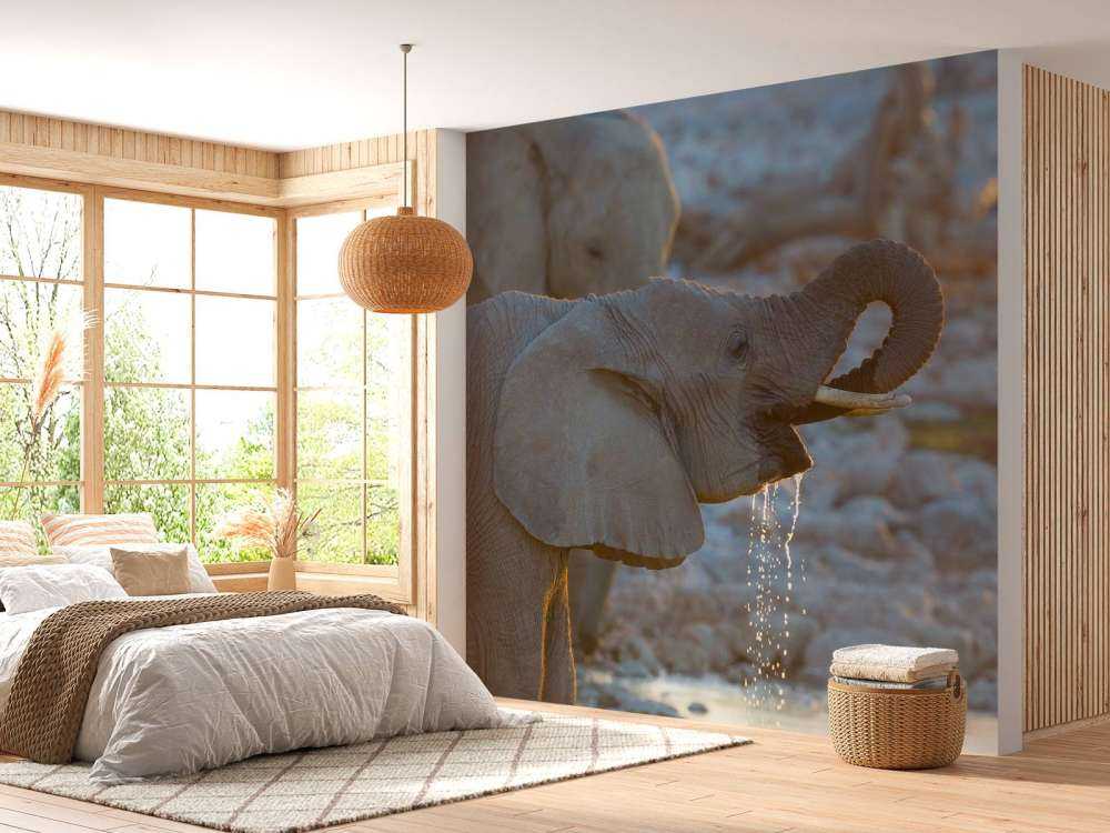 Olifanten drinken water