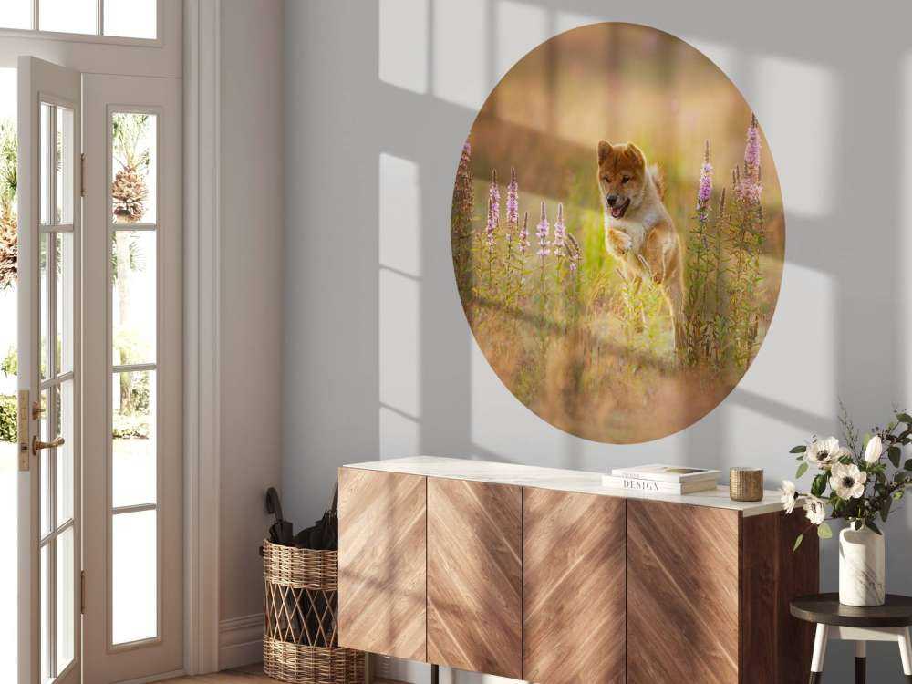 Shiba Inu in het veld