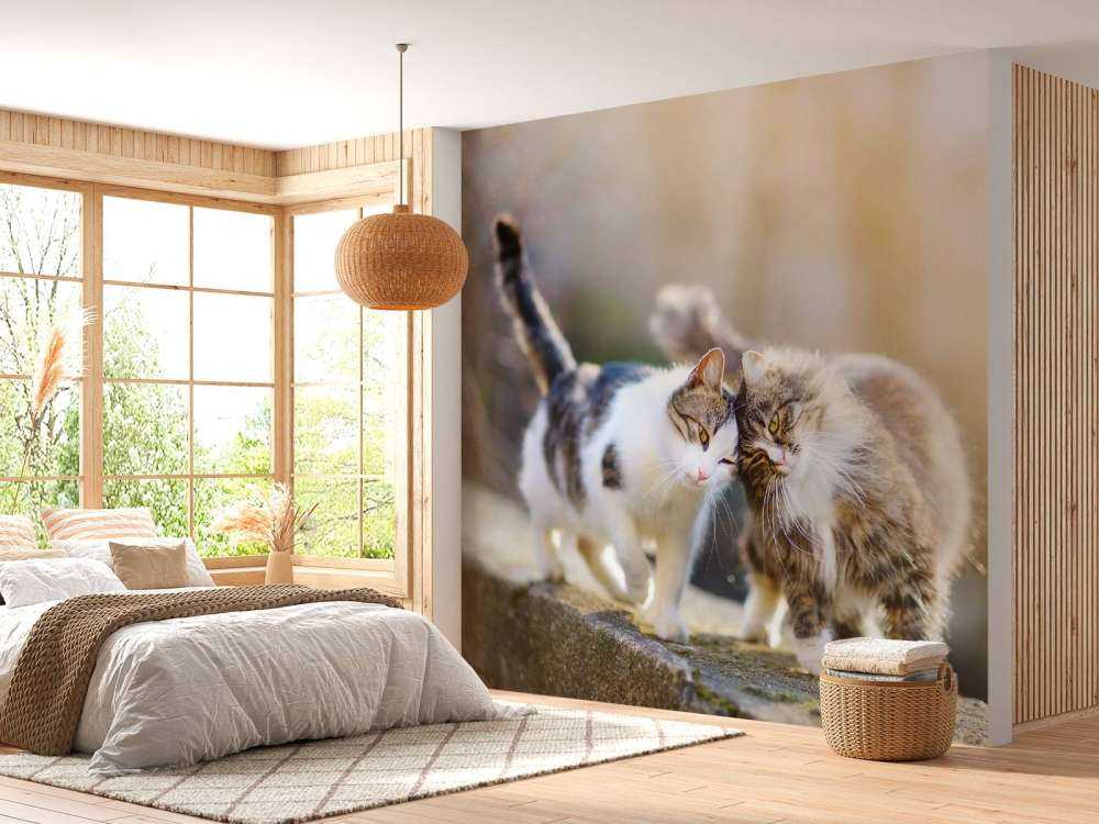 Twee schattige katjes