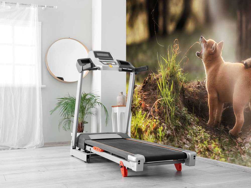 Shiba Inu in het bos