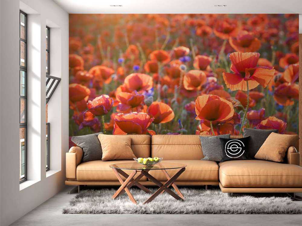 Klaprozen in het avondlicht