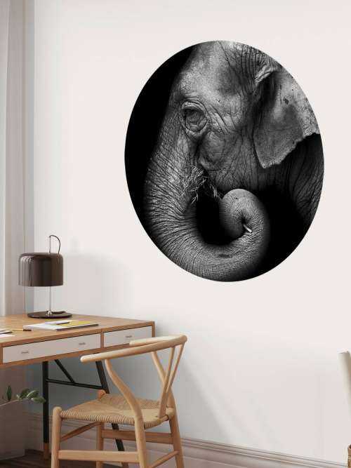 Olifant portret
