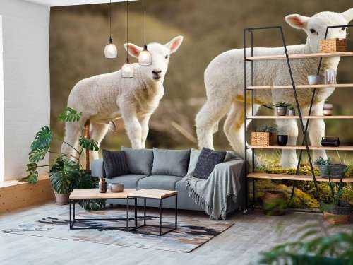 Witte lammetjes