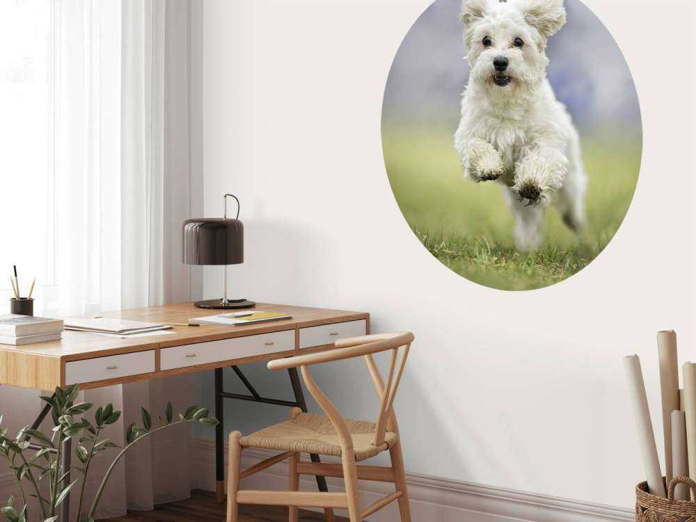 Rennende hond