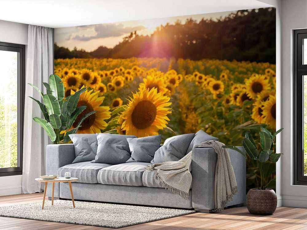Zonnebloemen boerderij