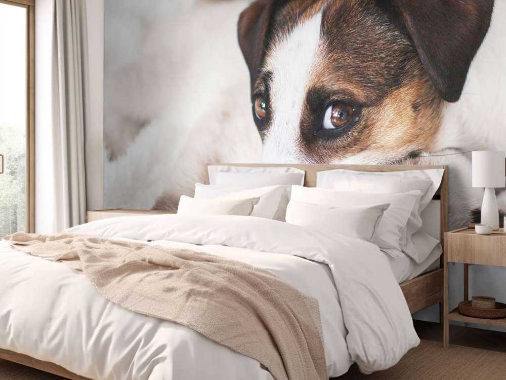 Hond en kat