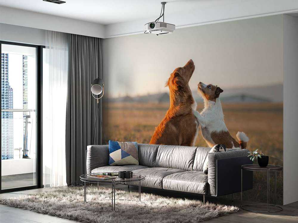 Omhoog kijkende honden