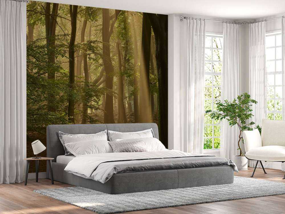 Oud bos met zonneharpen