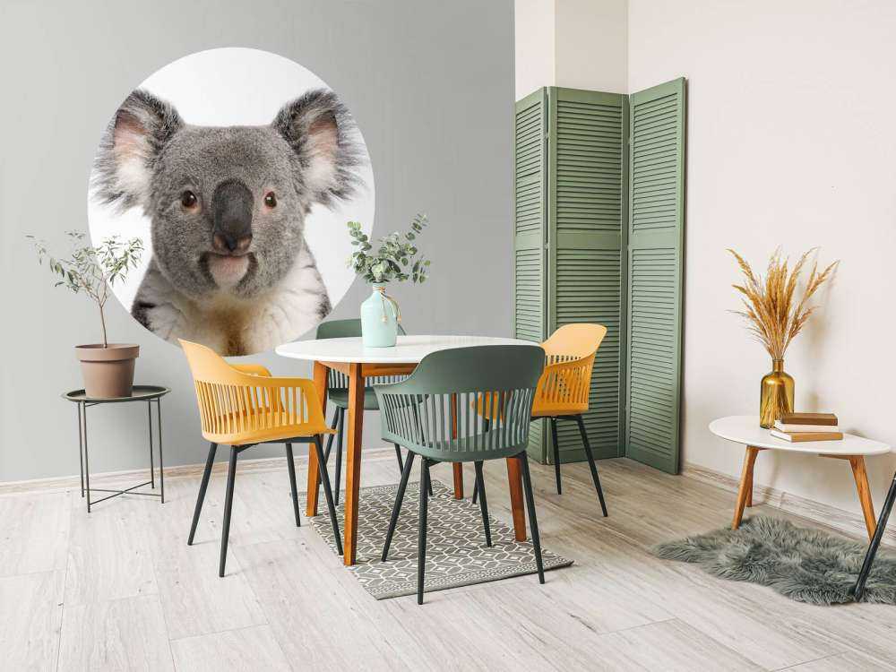 Foto van een koala