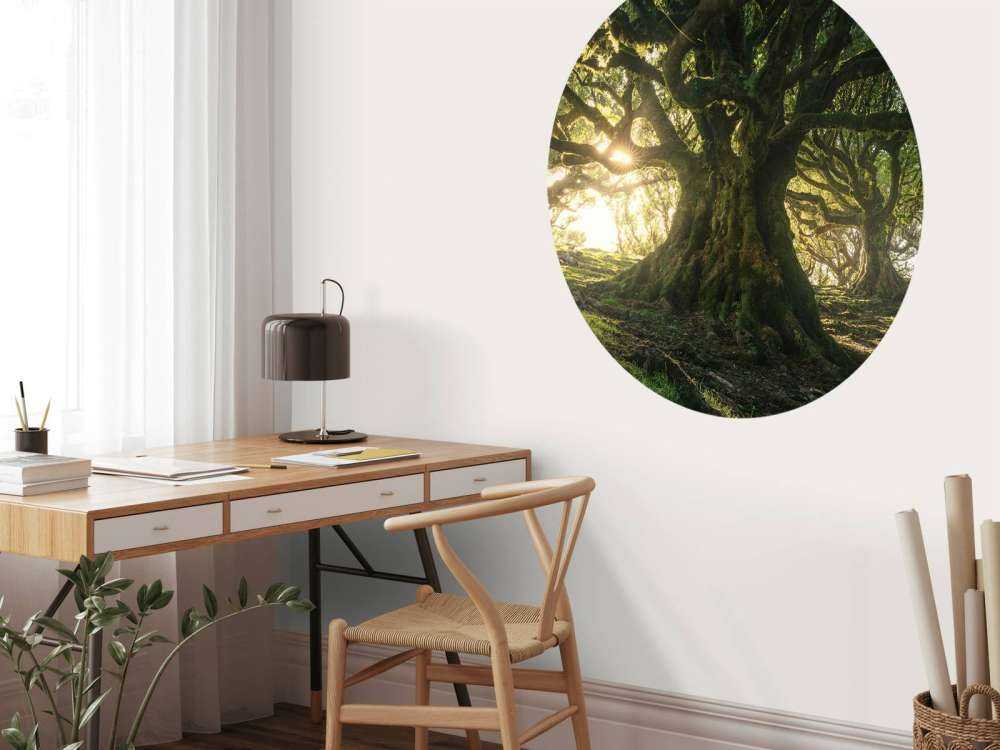 Betoverd Woud in Zonlicht