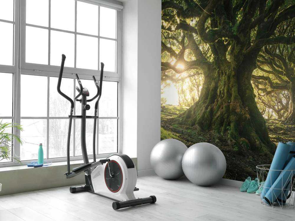 Betoverd Woud in Zonlicht