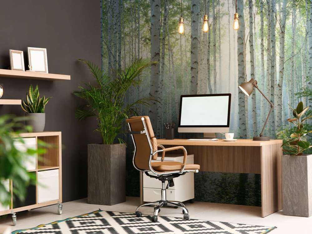 Berkenbos in ochtendlicht