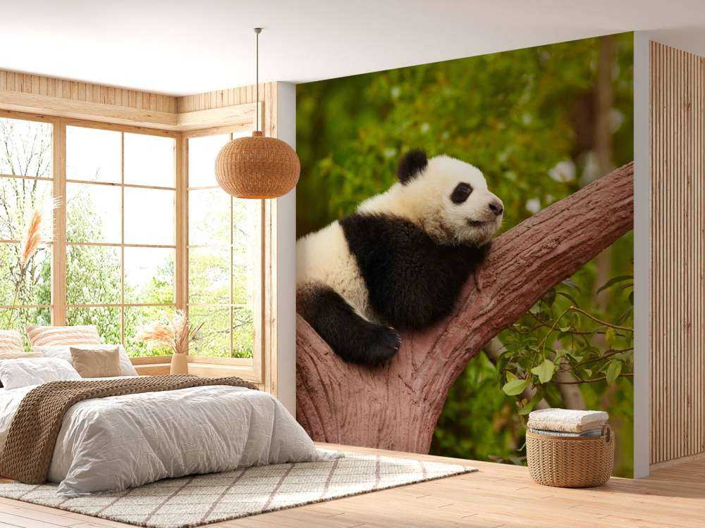 Slapende panda in een boom