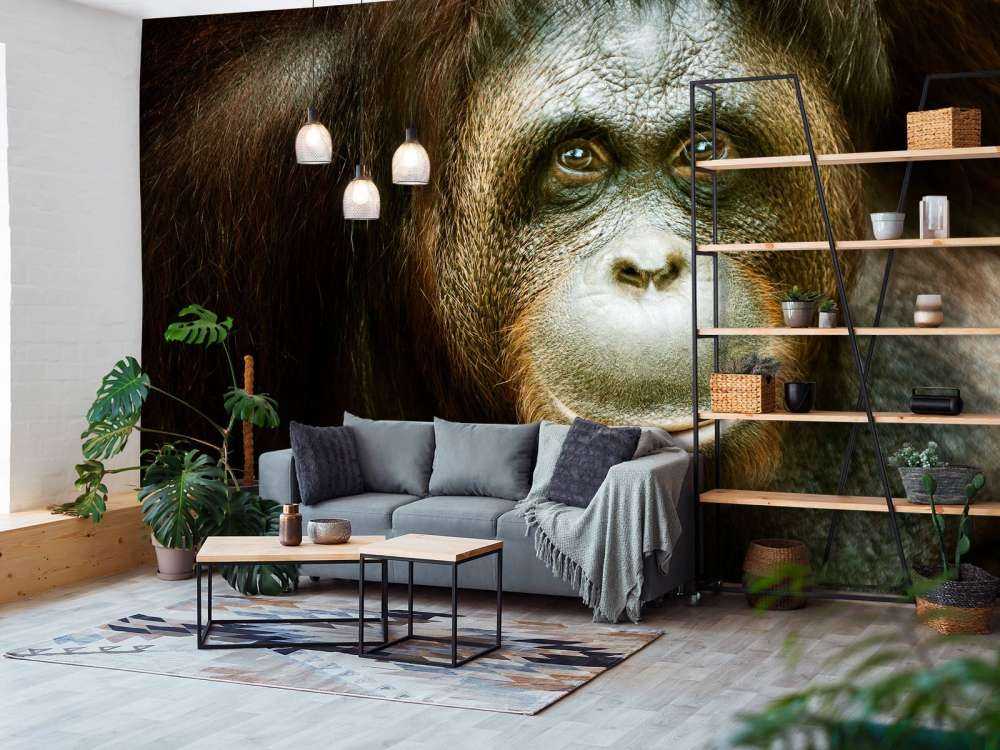 Orang-oetan met een zwarte achtergrond