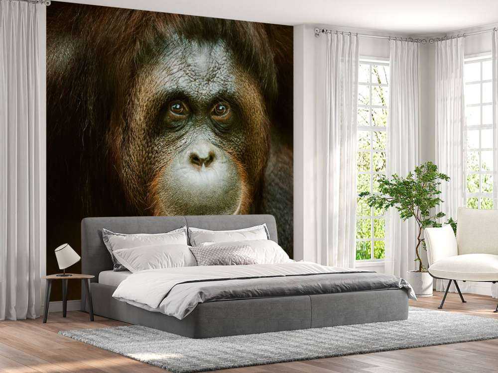 Orang-oetan met een zwarte achtergrond