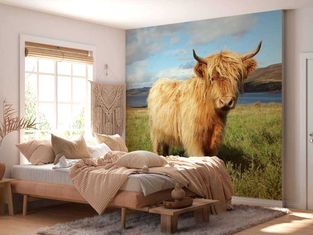 Schotse Hooglander in de natuur