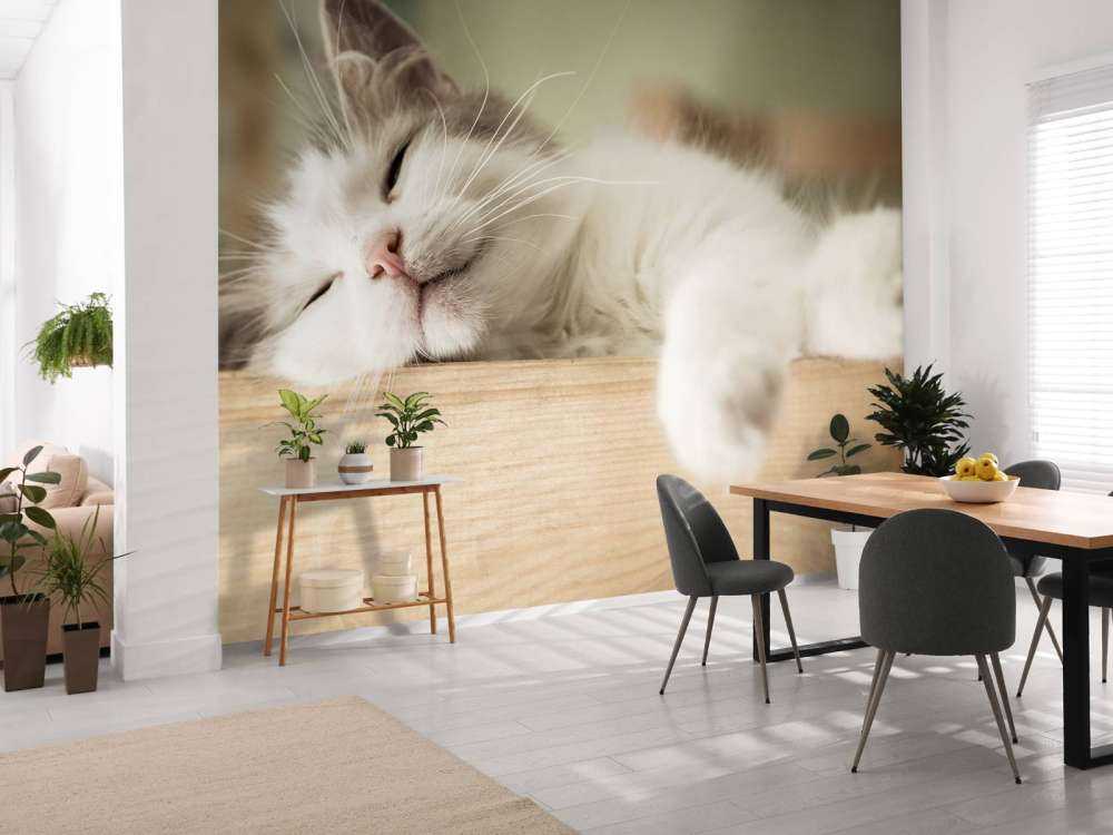 Close-up van een slapende kat