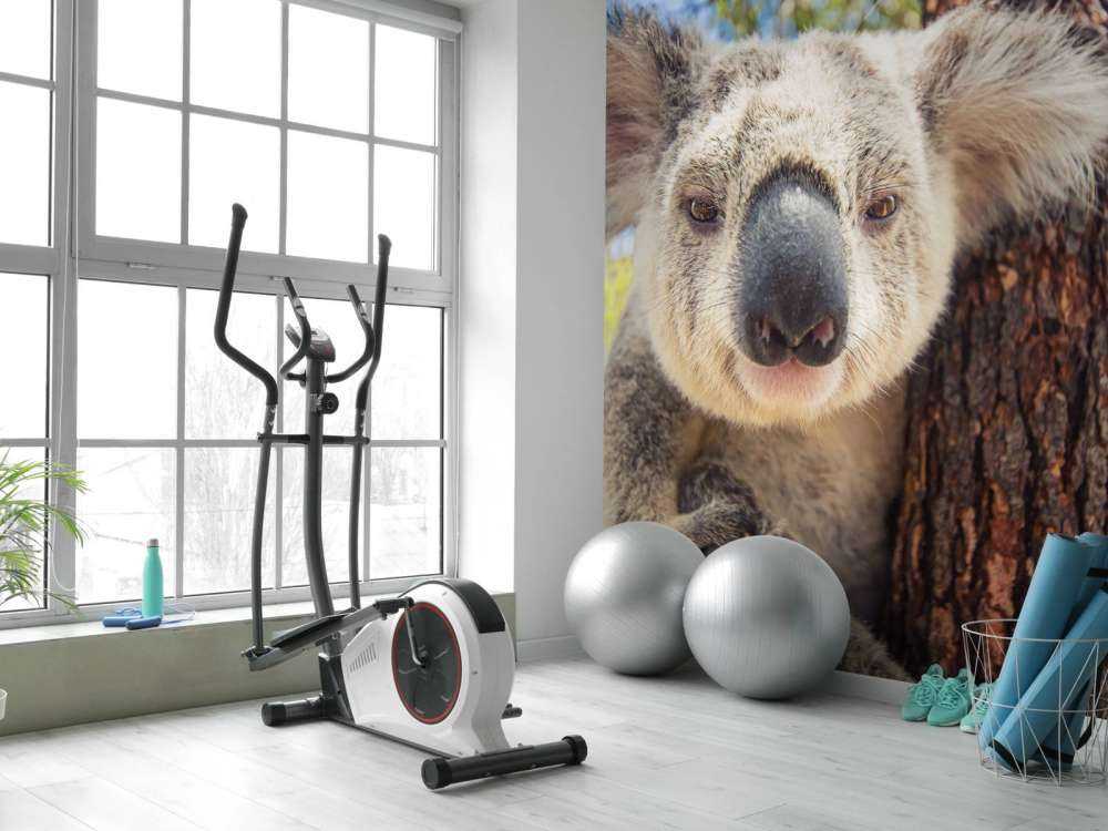 Schattige koala